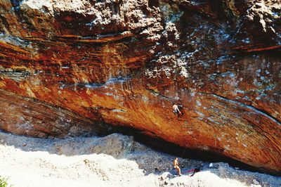 Close-up of tree trunk