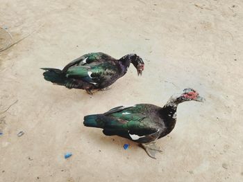 High angle view of birds on field