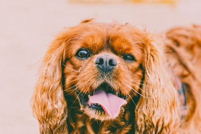 Close-up portrait of dog