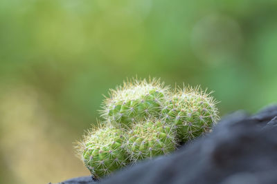 Close-up of succulent plant