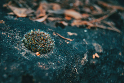 High angle view of dried plant on land