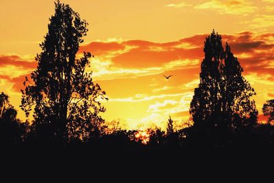 Silhouette of trees at sunset