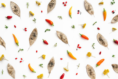 High angle view of food and flowers on white background