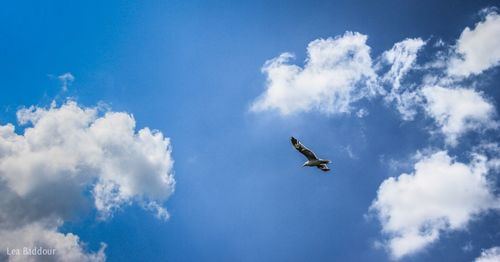 Low angle view of airplane flying in sky