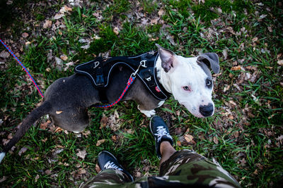 Low section of person with dog on street