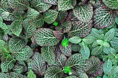 Leaves of fittonia albivenis with complex geometric pattern. beauty in nature background.