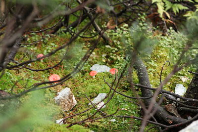 Small mushroom growing in forest