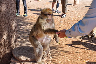 Macaque monkey waiting for the food from tourists in morocco