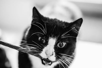 Close-up of hungry cat 