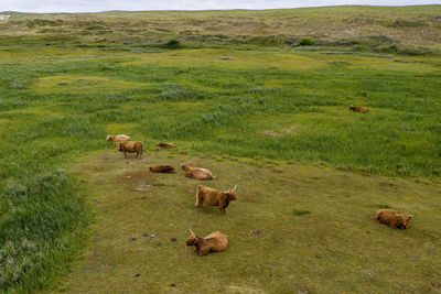 Sheep grazing in a field