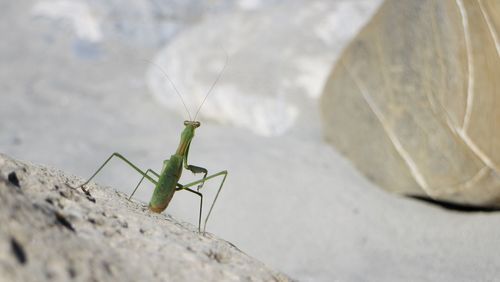 Close-up of insect on rock