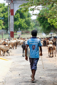 Rear view of man walking on road by trees