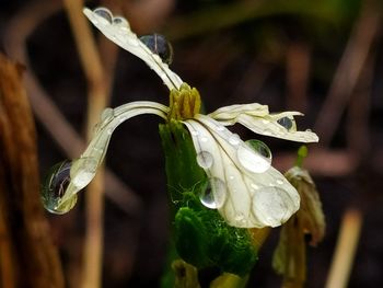 Close-up of raindrops on plant