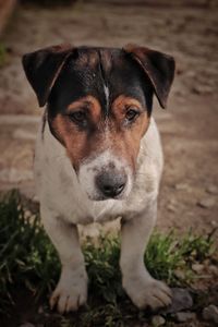 Close-up of dog