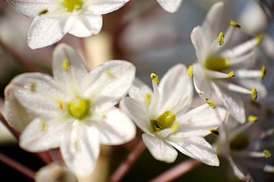 Close-up of white flower