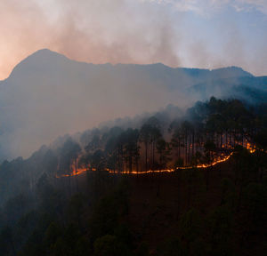 Forest fire, burning trees in flames