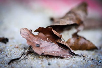 Close-up of dry autumn leaf