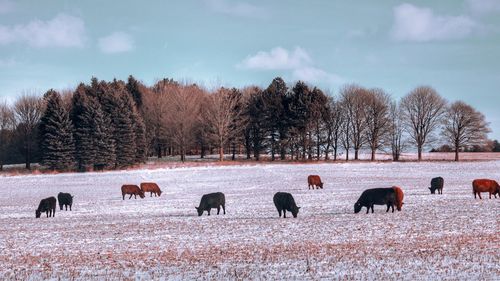 Horses grazing in a field