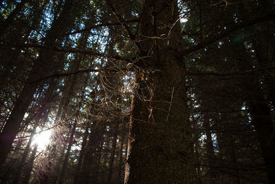 Low angle view of trees in forest