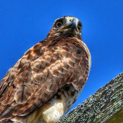 Close-up of a bird