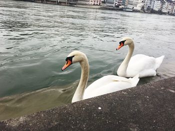 Swans swimming on lake