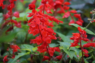 Close-up of wet red flowers