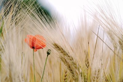 Close-up of wheat growing on field