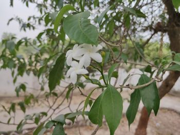 Close-up of white flowering plant