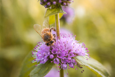 Close-up of butterfly pollinating on purple flower