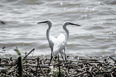 Birds on lake against sky