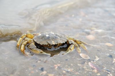 Close-up of shell on beach