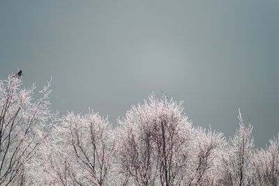 Low angle view of flowering plant against clear sky