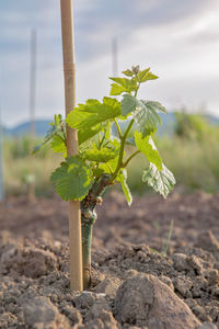 Close-up of plant against sky