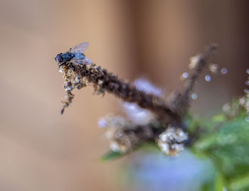 Close-up of spider on plant