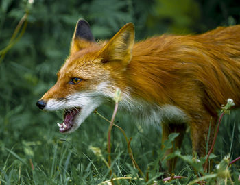 Close-up of a dog on field