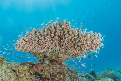 Coral reef and water plants in the red sea, eilat israel