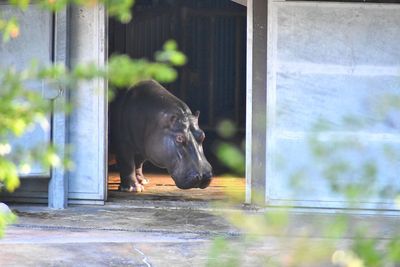 View of horse looking through window