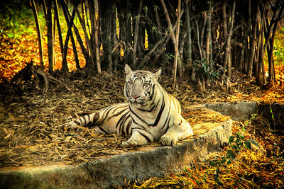 Tiger relaxing in forest