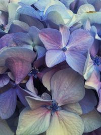 Full frame shot of purple hydrangea