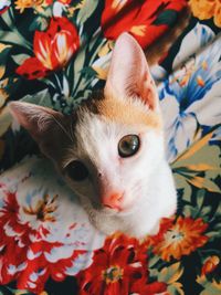 High angle view of cat on flowers