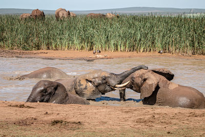 Elephant in a field