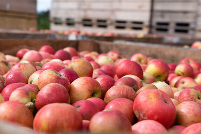 Close up of apples in wooden crates during harvest time