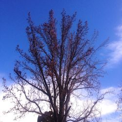 Low angle view of bare tree against blue sky