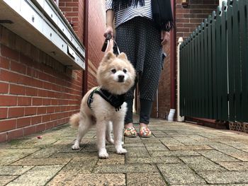 Portrait of dog standing on footpath