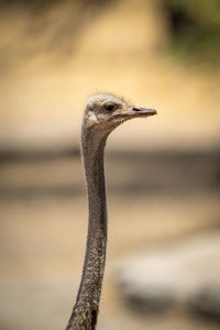 Close-up of female common ostrich in sunshine