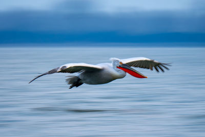 Bird flying over sea