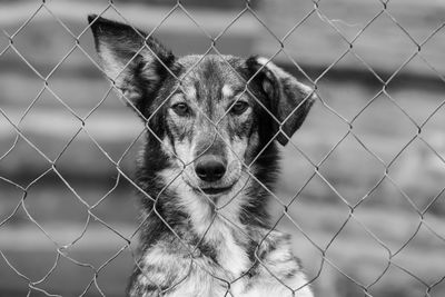 Portrait of dog seen through chainlink fence