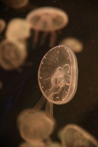 Close-up of jellyfish against black background