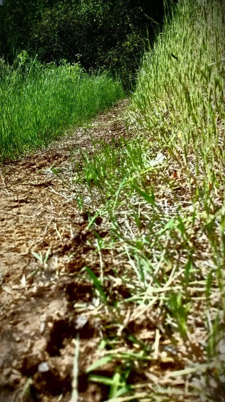 grass, green color, growth, plant, field, high angle view, nature, tranquility, grassy, outdoors, sunlight, no people, day, footpath, selective focus, the way forward, beauty in nature, landscape, green, surface level