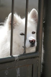 White dog behind fence 